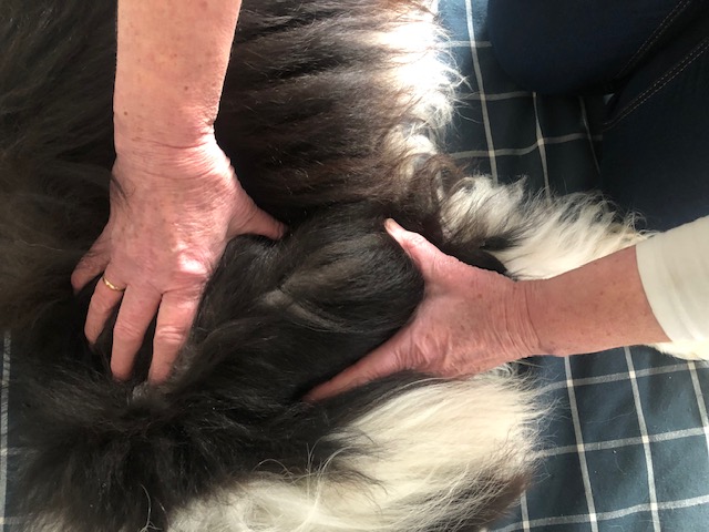 Hundemassage